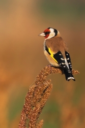 Stehlík obecný  ( Carduelis carduelis )