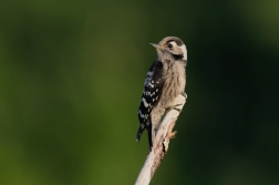 Strakapoud malý  ( Dendrocopos minor )