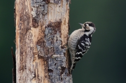 Strakapoud malý  ( Dendrocopos minor )