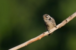 Strakapoud malý  ( Dendrocopos minor )