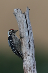 Strakapoud malý  ( Dendrocopos minor )