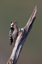 Strakapoud malý  ( Dendrocopos minor )