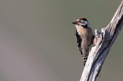 Strakapoud malý  ( Dendrocopos minor )