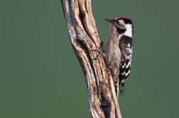 Strakapoud malý  ( Dendrocopos minor )