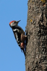 Strakapoud prostřední  ( Dendrocoposmedius...