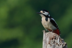 Strakapoud velký ( Dendrocopus major )