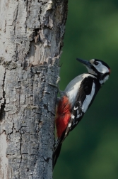 Strakapoud velký ( Dendrocopus major )