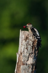 Strakapoud velký ( Dendrocopus major )