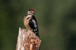 Strakapoud velký ( Dendrocopus major )