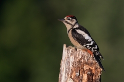 Strakapoud velký ( Dendrocopus major )