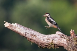 Strakapoud velký  ( Dendrocopus major )