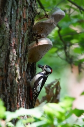 Strakapoud velký ( Dendrocopus major )