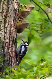 Strakapoud velký ( Dendrocopus major )