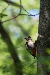 Strakapoud velký ( Dendrocopus major )