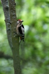 Strakapoud velký ( Dendrocopus major )