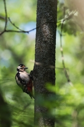 Strakapoud velký ( Dendrocopus major )