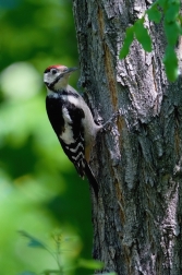 Strakapoud velký ( Dendrocopus major )