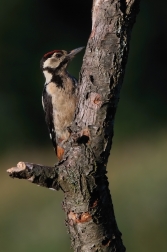 Strakapoud velký ( Dendrocopus major )