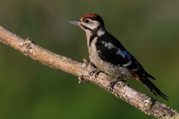 Strakapoud velký ( Dendrocopus major )