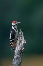 Strakapoud velký ( Dendrocopus major )