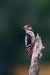 Strakapoud velký ( Dendrocopus major )