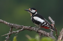 Strakopoud velký  ( Dendrocopos major )