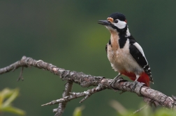 Strakopoud velký  ( Dendrocopos major )