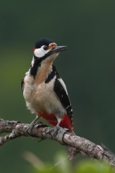 Strakopoud velký  ( Dendrocopos major )