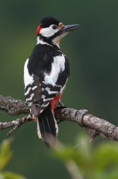 Strakopoud velký  ( Dendrocopos major )