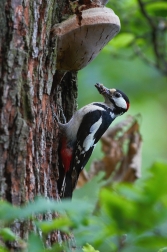 Strakopoud velký  ( Dendrocopos major )