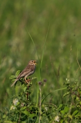 Strnad  luční  ( Emberiza calandra )