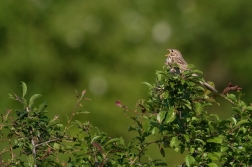 Strnad  luční  ( Emberiza calandra )