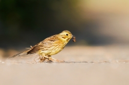 Strnad obecný ( Emberiza citrinella )