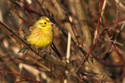 Strnad obecný ( Emberiza citrinella )