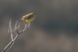 Strnad obecný ( Emberiza citrinella )