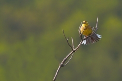 Strnad obecný  ( Emberiza citrinella )