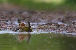 Strnad obecný  ( Emberiza citrinella )