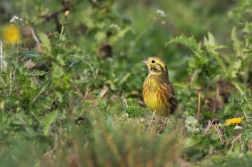 Strnad obecný  ( Emberiza citrinella )