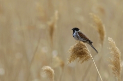 Strnad rákosní  ( Emberiza schoeniclus )