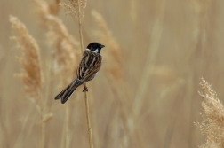 Strnad rákosní  ( Emberiza schoeniclus )