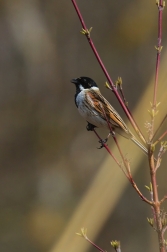 Strnad rákosní  ( Emberiza schoeniclus )