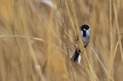 Strnad rákosní  ( Emberiza schoeniclus )