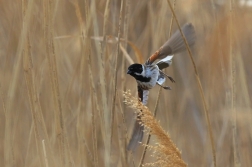 Strnad rákosní  ( Emberiza schoeniclus )