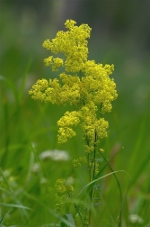 Svízel syřišťový ( Galium verum )