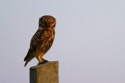 Sýček obecný  (Athene noctua )