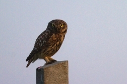 Sýček obecný  (Athene noctua )