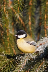 Sýkora koňadra  ( Parus major )