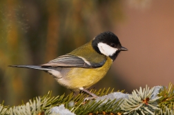 Sýkora koňadra  ( Parus major )