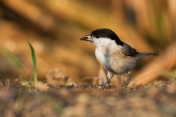 Sýkora lužní  ( Parus montanus )