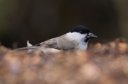 Sýkora lužní  ( Parus montanus )